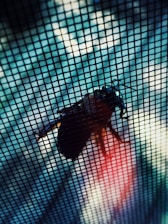 A close-up view of a grid or mesh screen with a large insect, possibly a cicada, clinging to the screen. The focus is on the insect, highlighted by a mix of light and shadow. The background appears blurred with shades of blue and red, adding depth to the scene.