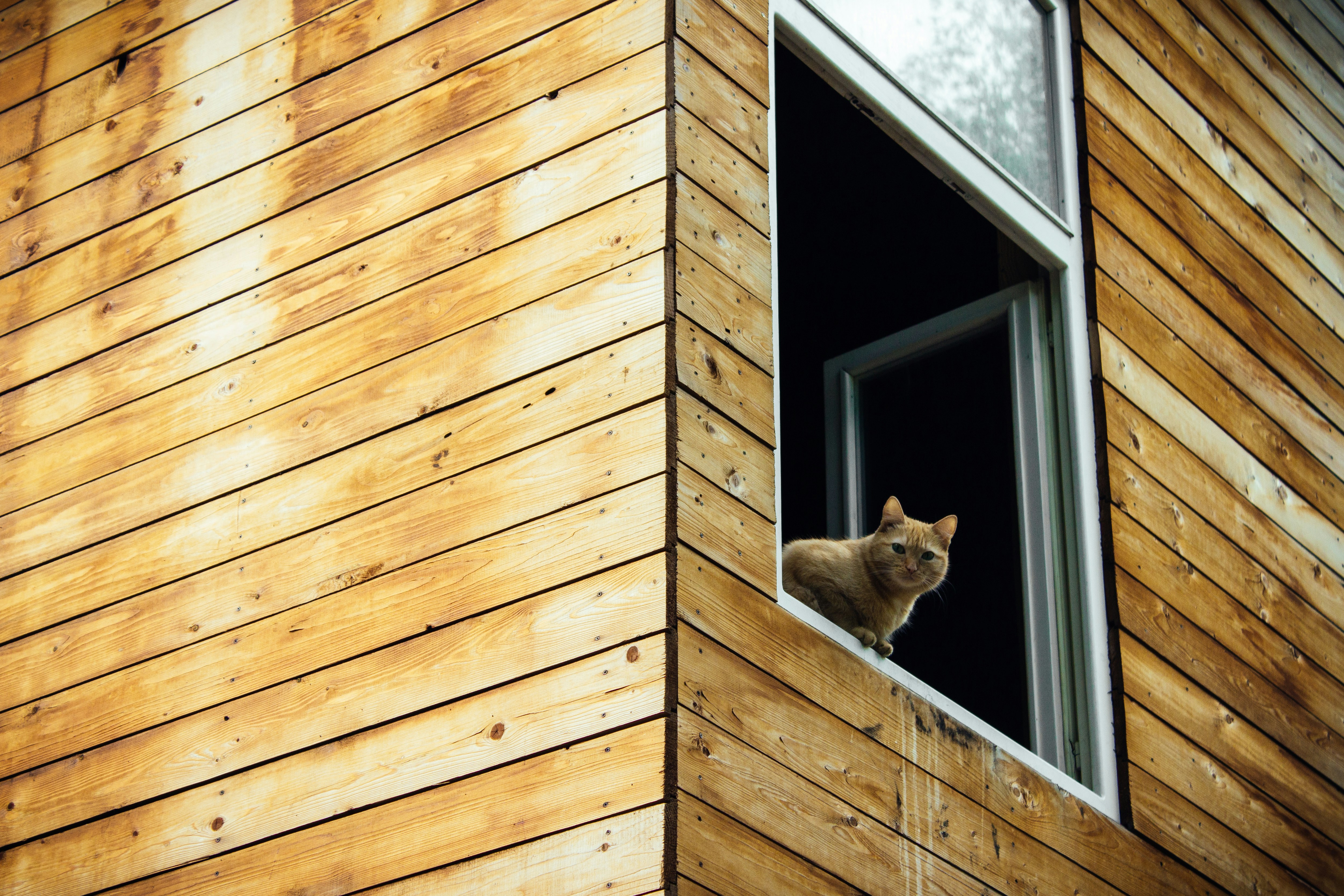 Free Unsplash photo from Andrew Belyak