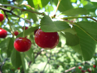 Close-up of ripe cherries hanging on a tree branch under sunlight.