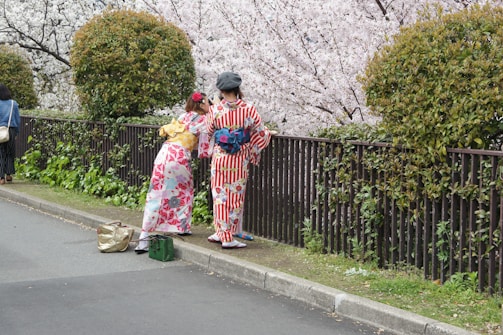Two people in traditional Japanese kimonos are standing on a sidewalk next to a metal fence, facing a background of white cherry blossom trees and green shrubs. One person is pointing something out, possibly taking a photo. A beige and a green bag rest on the ground nearby.