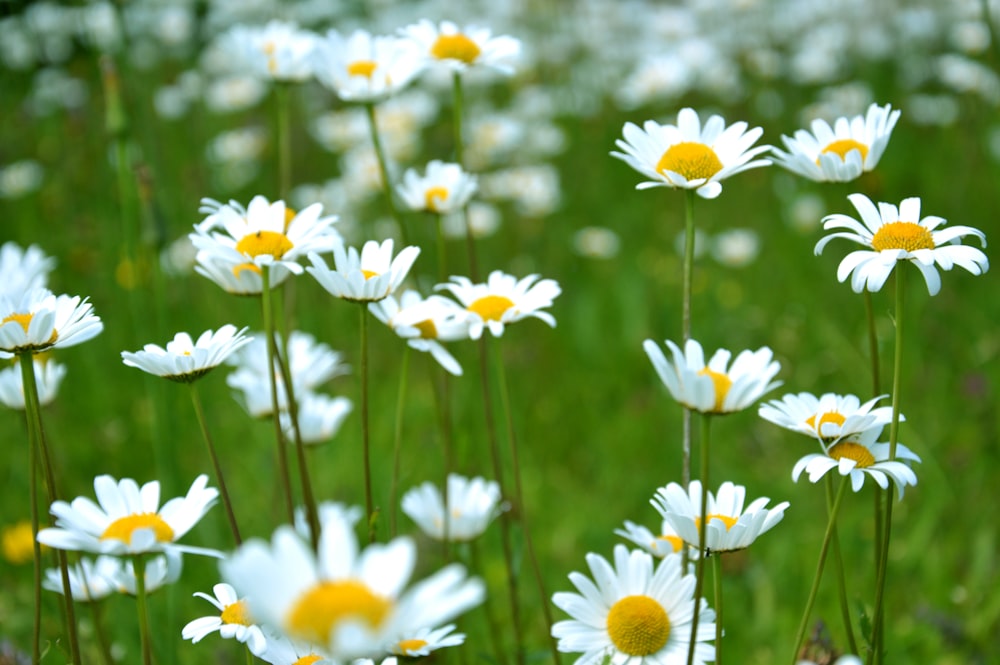 flores comuns da margarida no campo da grama