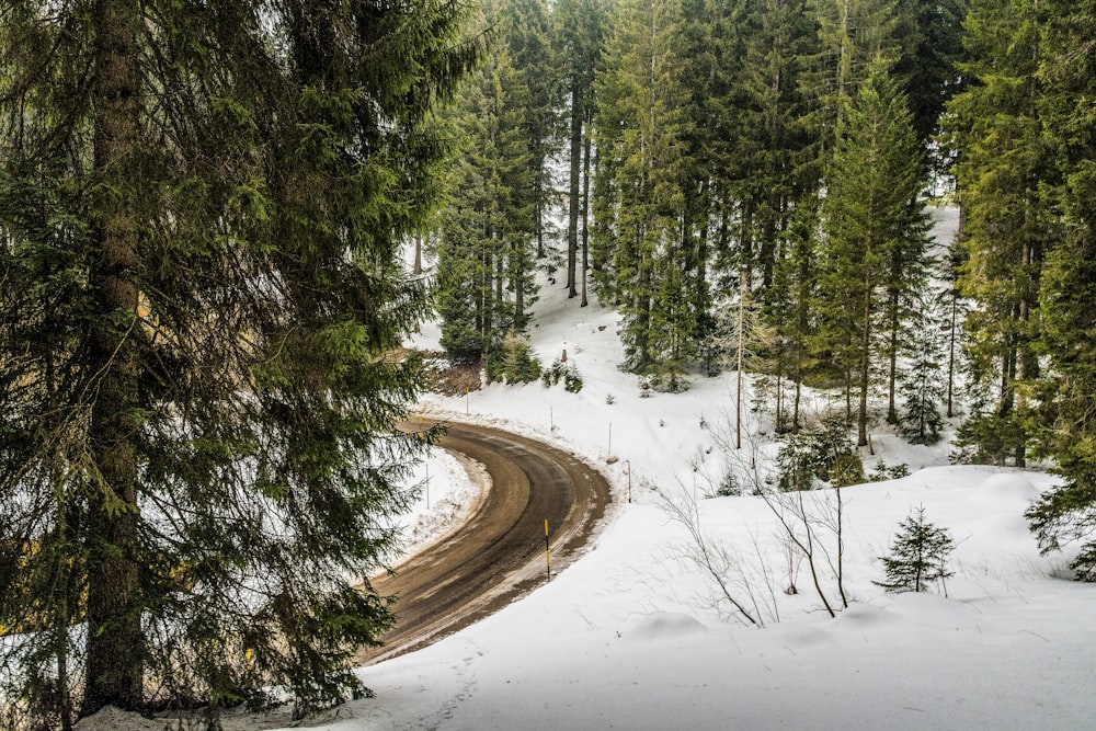 brown curved road surrounded by trees during winter