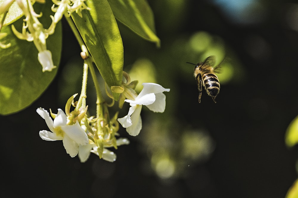 bumblebee flying beside white flowers