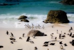 African penguins on seashore beside boulder