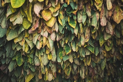 A dense arrangement of tobacco leaves hangs in several layers, showcasing various shades of green and brown, indicating stages of drying or curing.