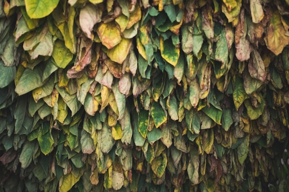 A dense arrangement of tobacco leaves hangs in several layers, showcasing various shades of green and brown, indicating stages of drying or curing.