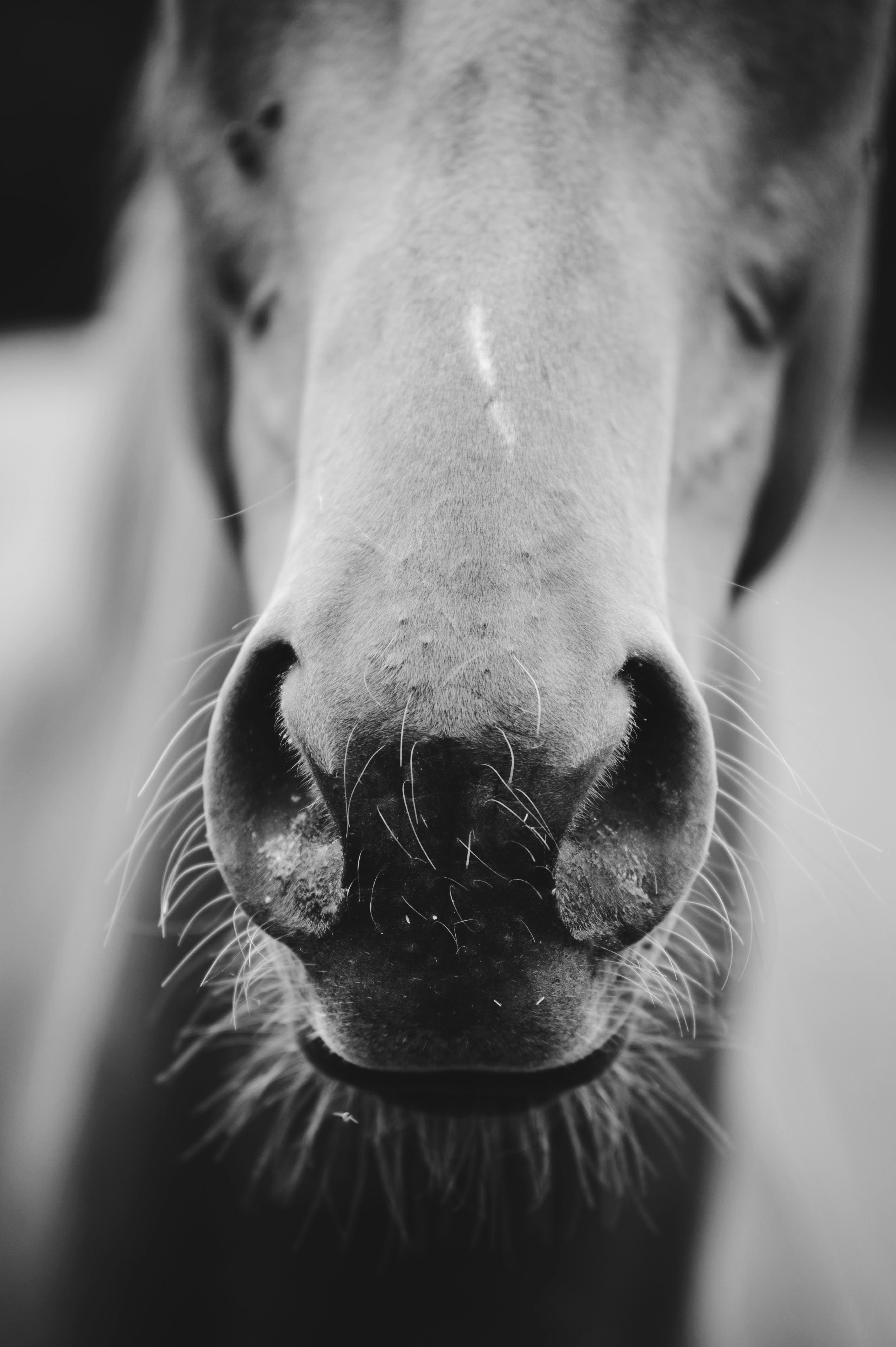 Horse nuzzle in black and white