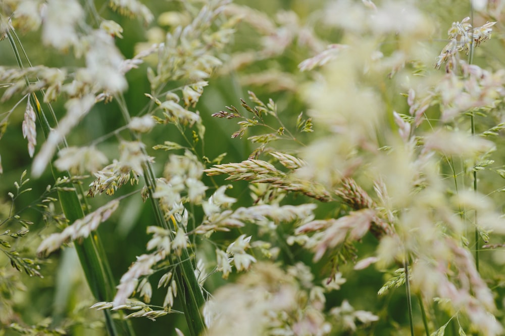 close-up photography of white petaled flowers