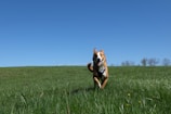 A Dalmatian running joyfully through a field of green grass under a clear blue sky.