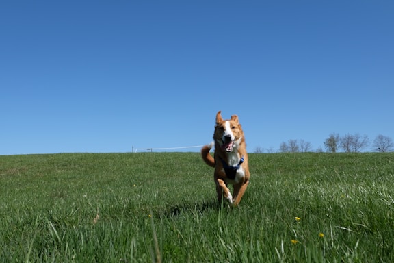 A happy dog playing joyfully in a large fenced-in grassy area under blue skies.