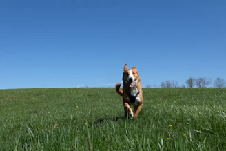 A happy adult dog running freely in a green park with a bright blue sky.