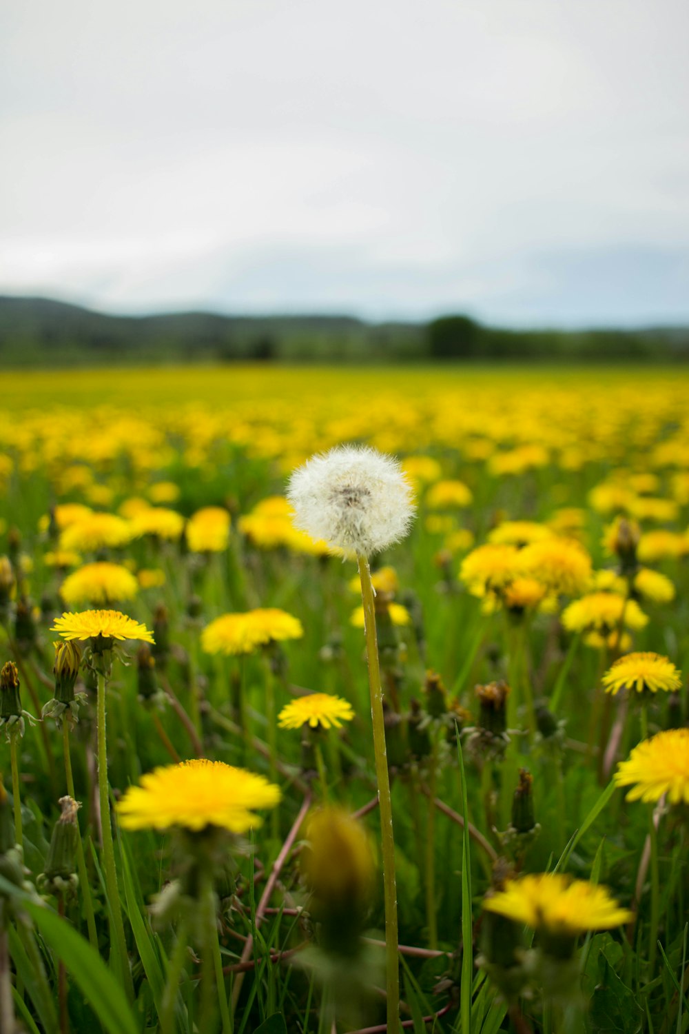 white and yellow flower field during daytime