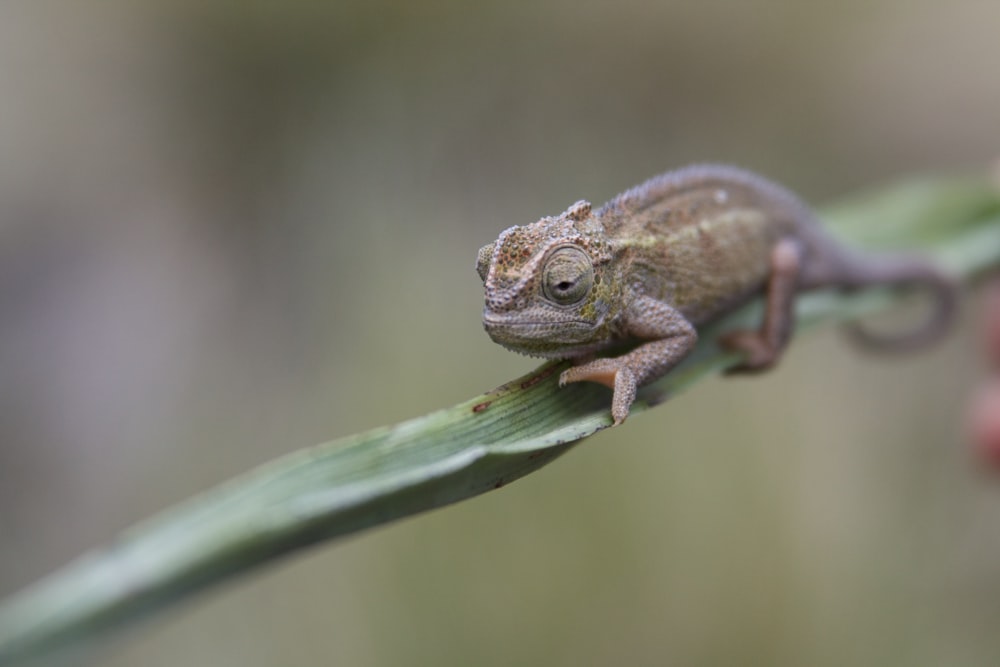 brown cameleon on green leaf in selective focus photography