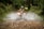 A person wearing a helmet and protective gear is riding an all-terrain vehicle (ATV) through a shallow water stream in a dense, green forest. The vehicle is splashing water up as it moves forward, creating a dynamic action scene. The path is rugged and lined with rocks.