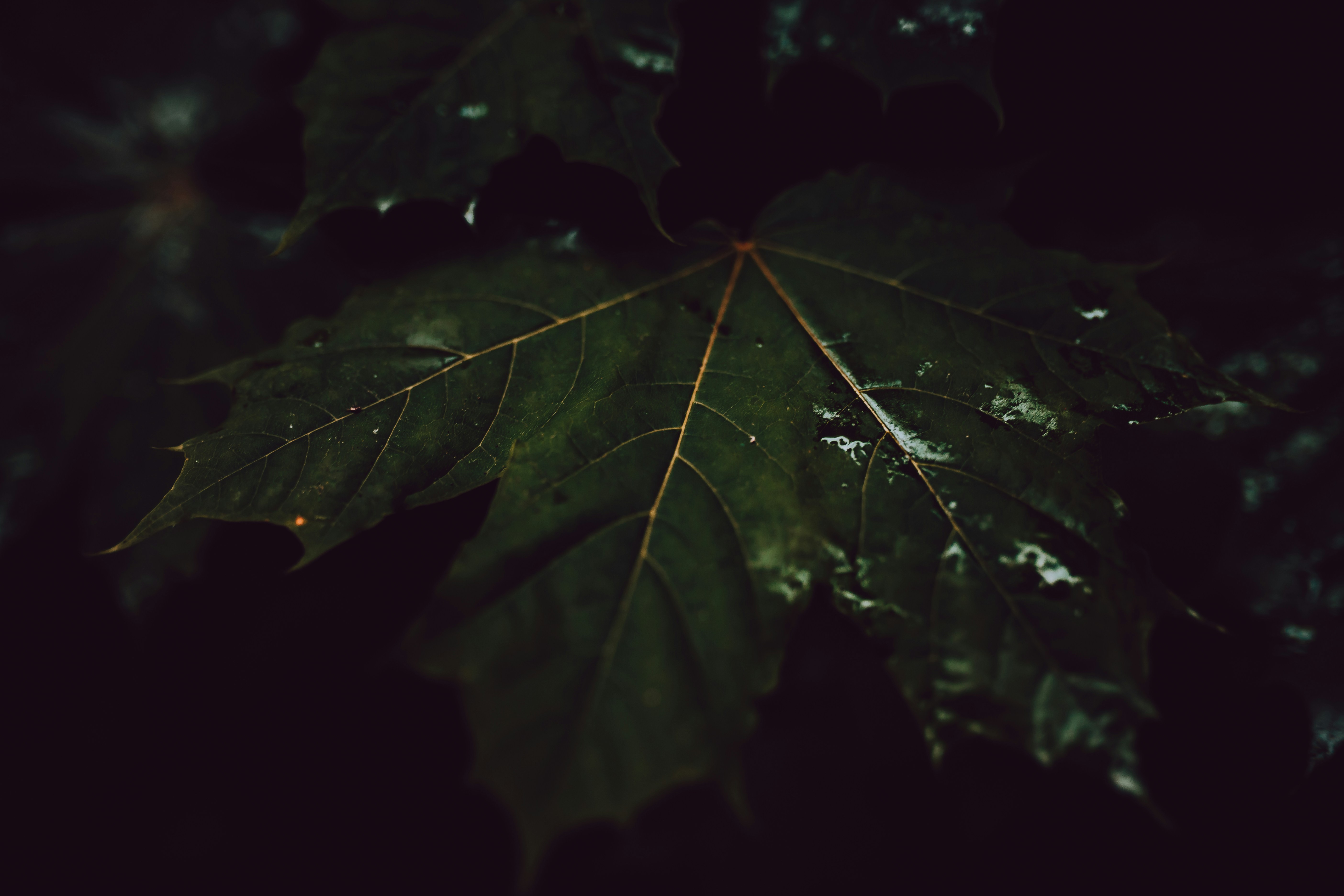 Photo by adrian_infernus