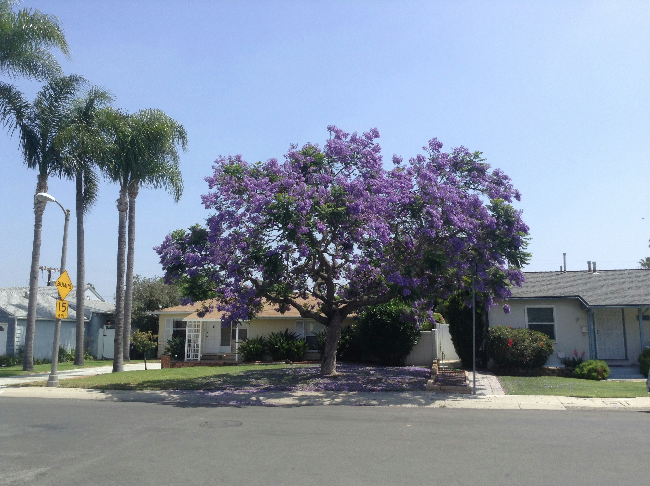 Free Unsplash photo from Mauricio Feldman-Abe