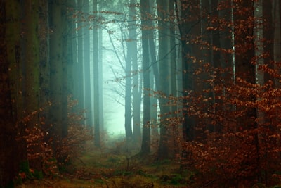 forest photography frightened google meet background