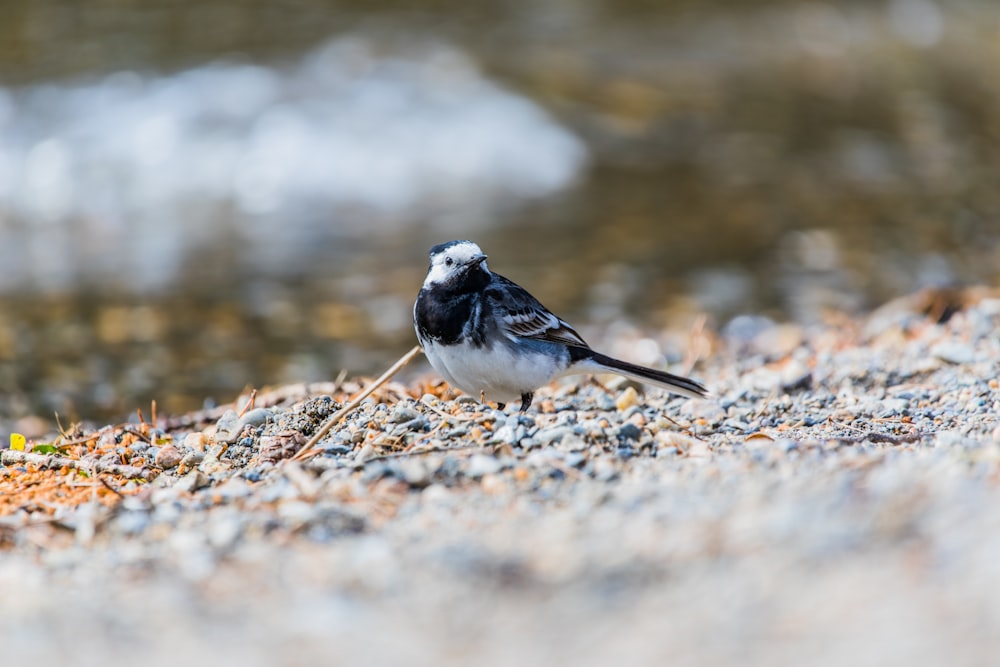 Fotografía de enfoque selectivo de pájaro en blanco y negro de pie sobre una superficie cubierta de piedra