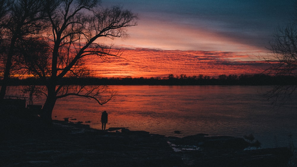 silhouette of person standing near tree and body of water at nighttime