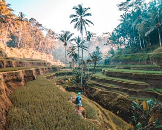 person standing on edge of mountain facing palm tree