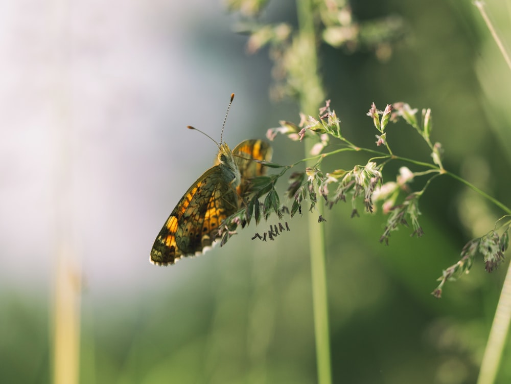 shallow focus photography of butterfly perched on flower