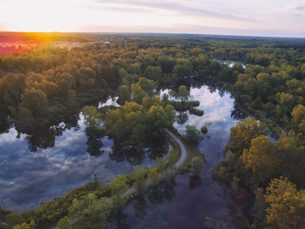 Photographie en grand angle d’arbres au bord d’une rivière