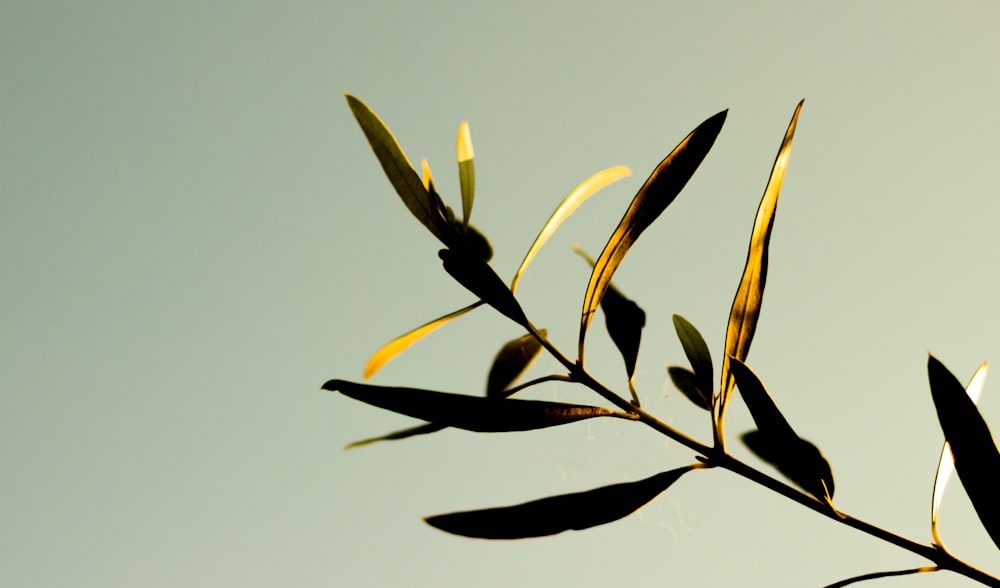 selective focus photography of brown and black leaves at daytime