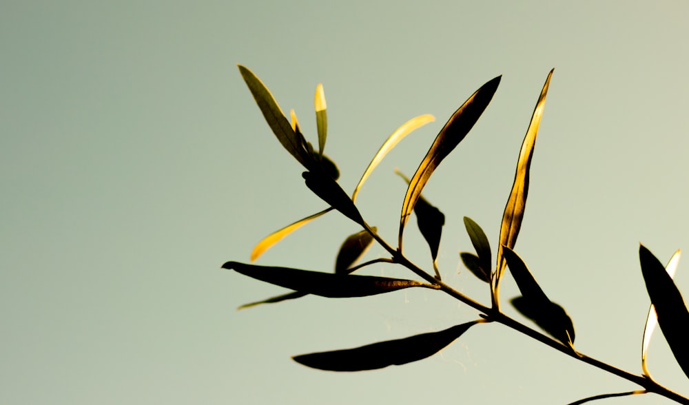 fotografia com foco seletivo de folhas marrons e pretas durante o dia
