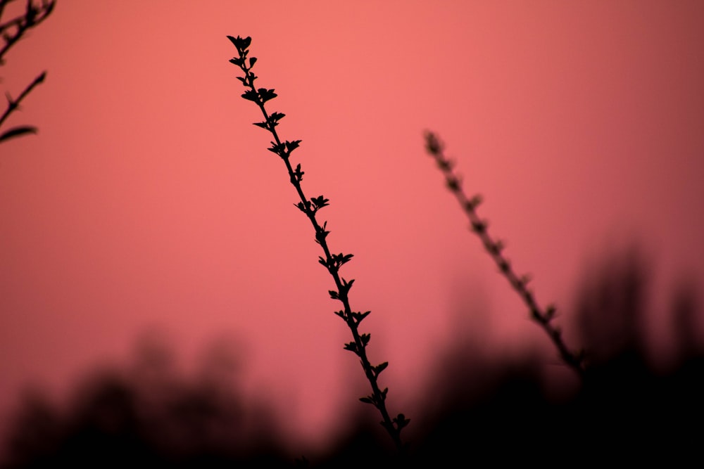 Silhouette einer Pflanze vor rotem Hintergrund