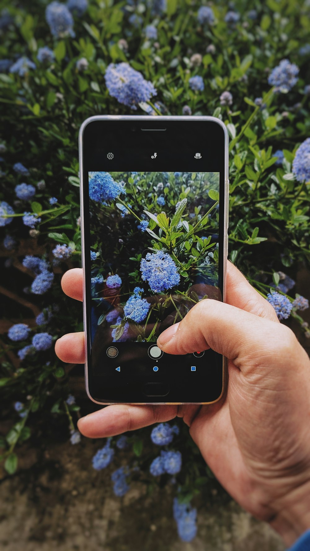 Eine Person, die mit ihrem Smartphone ein Foto von blauen Blumen macht.