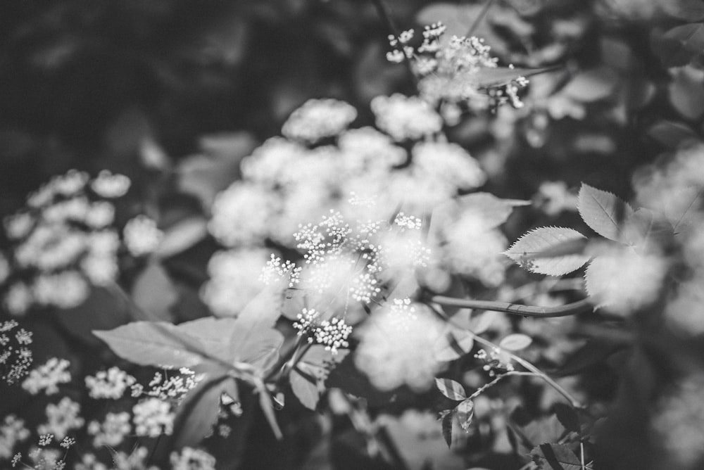 grayscale photography of flowers