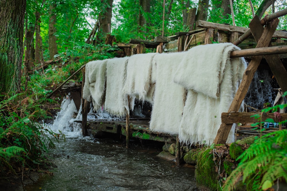 a stream running through a lush green forest