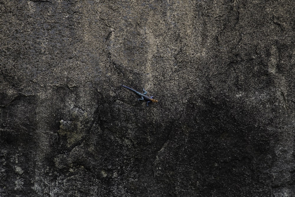 top view of blue lizard on rock