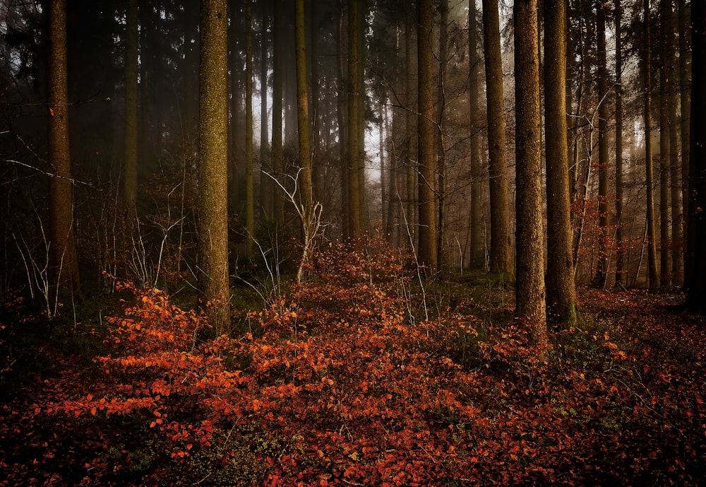 landscape photo of forest