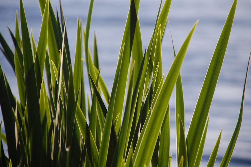 closeup photo of snake plants