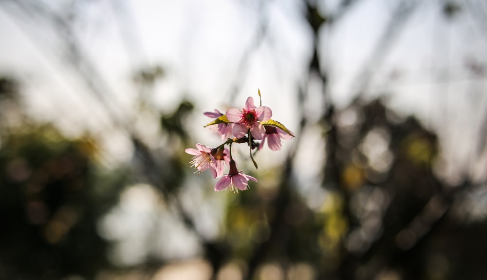 Fotografia de foco raso da flor cor-de-rosa