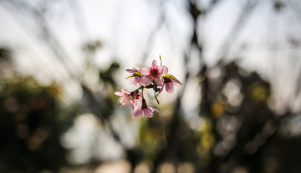 shallow focus photography of pink flower