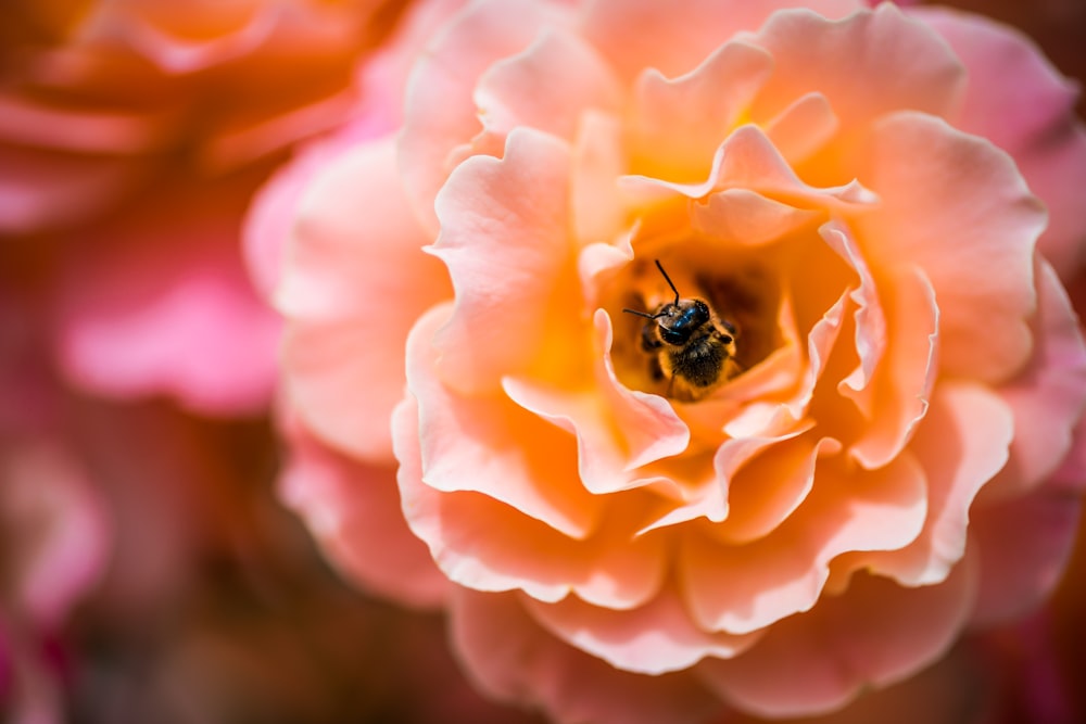 honeybee feeding on orange flower