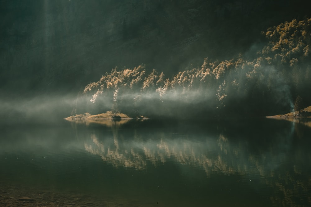 Photographie à mise au point peu profonde d’un plan d’eau entouré d’arbres