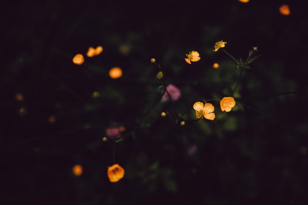 blooming yellow petaled flowers