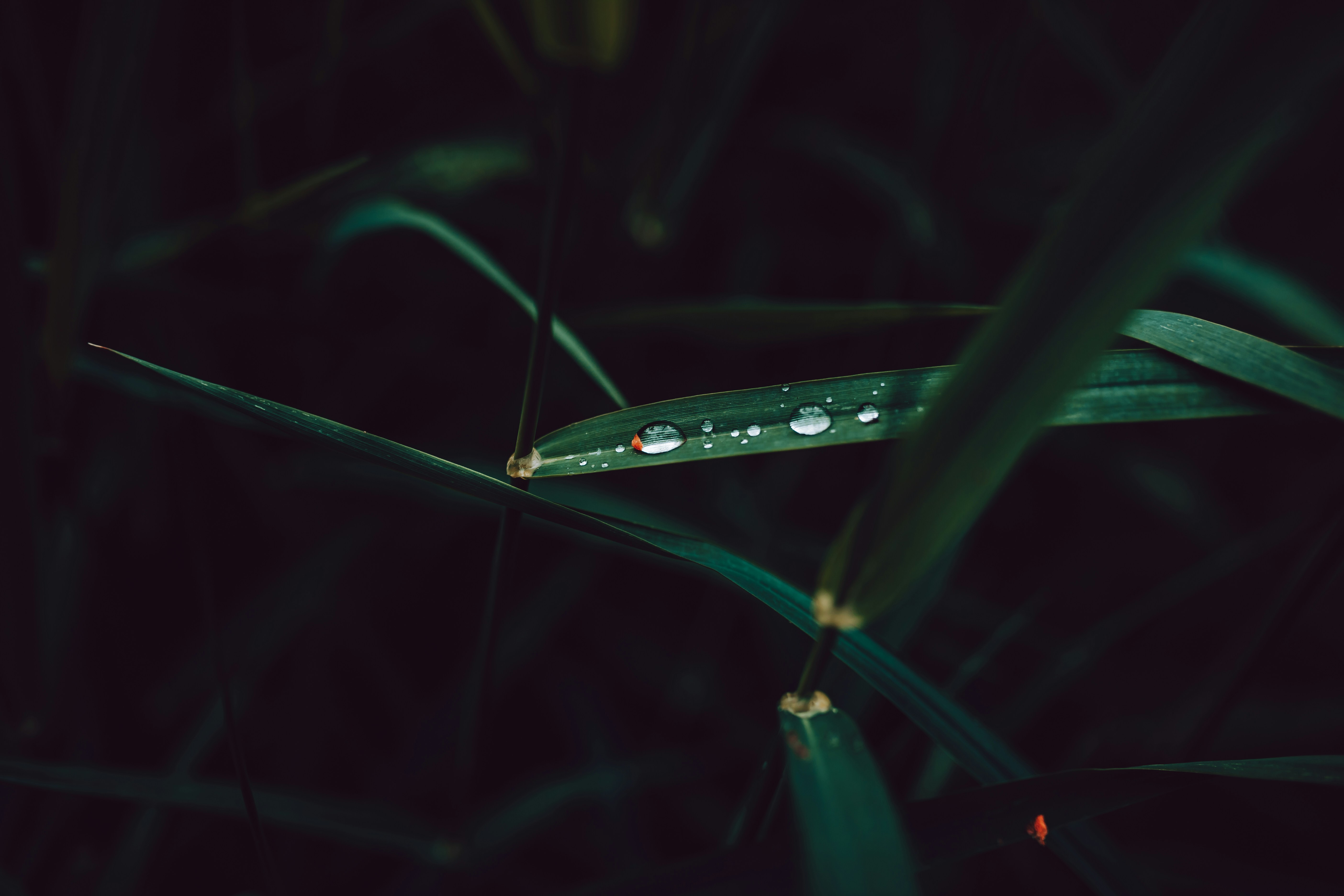 Photo by adrian_infernus