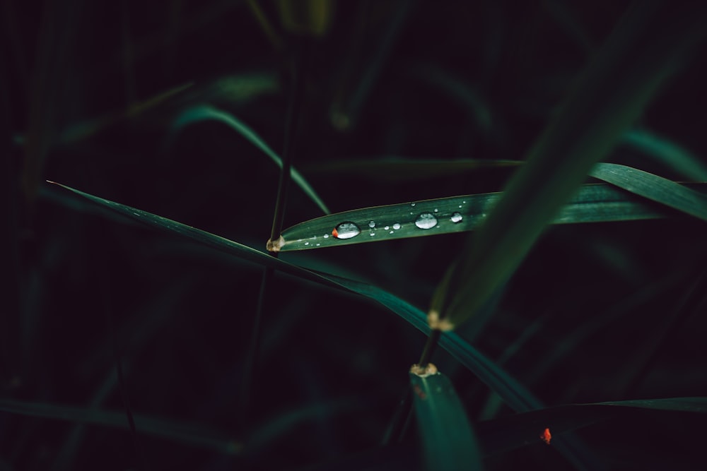 Fotografía macro de hojas verdes