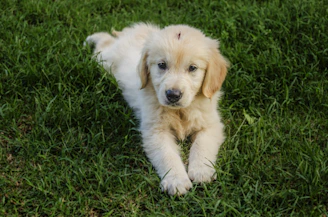 A playful golden retriever puppy sitting on soft grass, looking curiously at the camera.