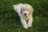 A happy golden retriever puppy sitting attentively on a bright green grass patch.