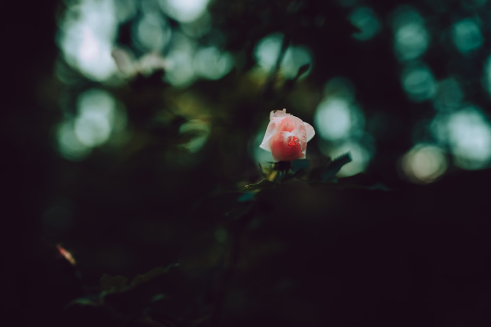 pink flower in selective-focus photography