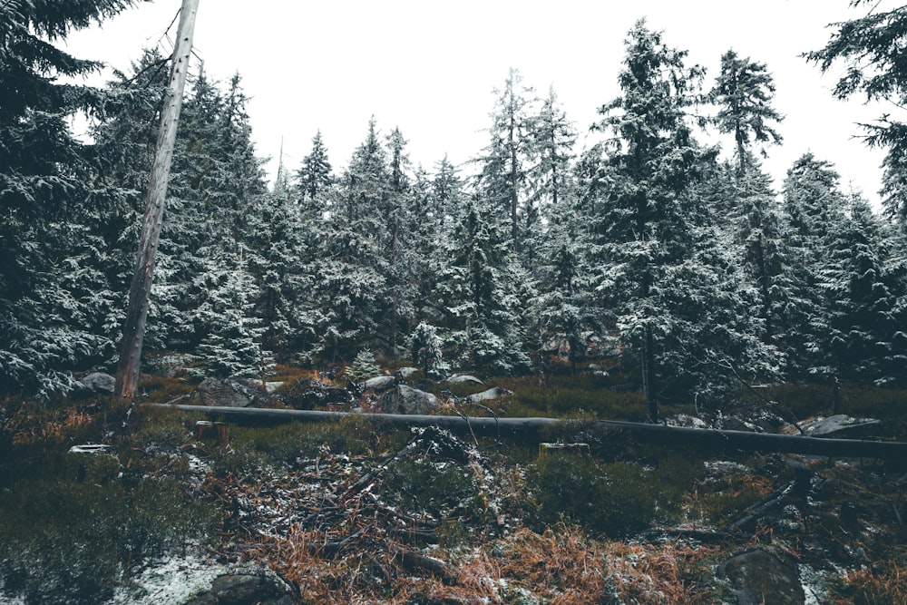 green trees beside river