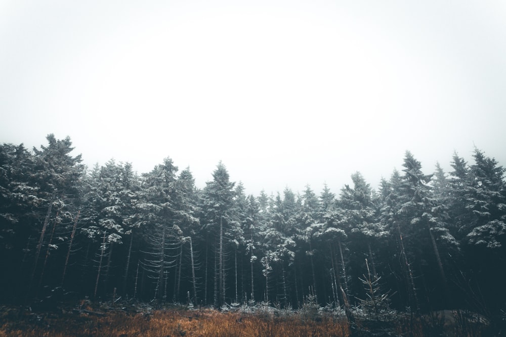 green trees during daytime