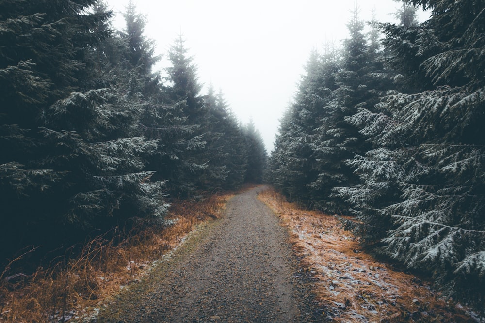 Camino gris entre los árboles durante el día