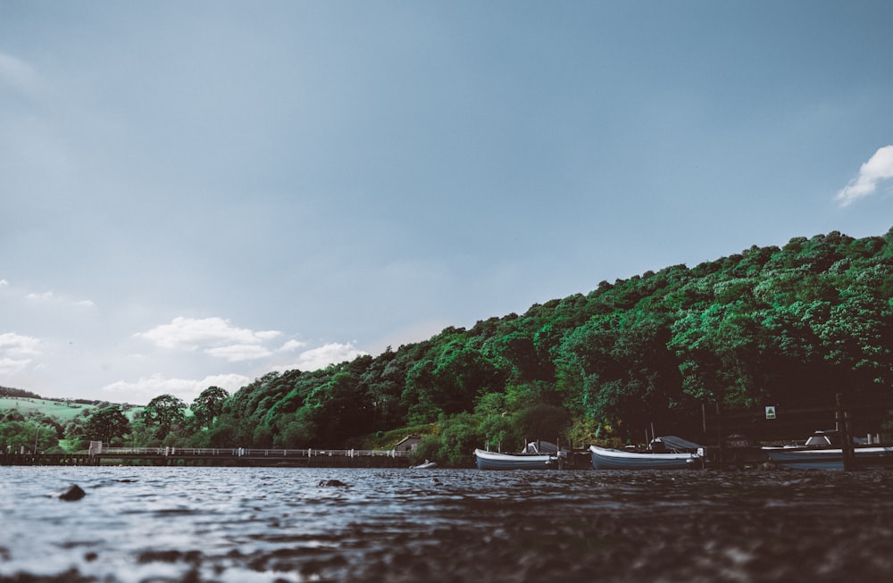 boat near dock surrounded with tall trees