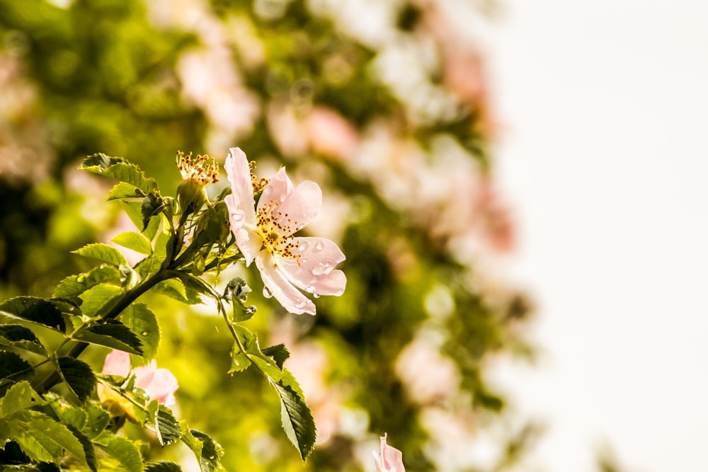 fotografia a fuoco superficiale di fiori di petali beige con gocce d'acqua